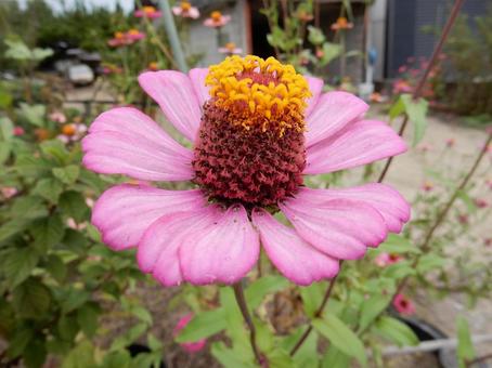 【花の写真】 ヒャクニチソウ（百日草）の写真