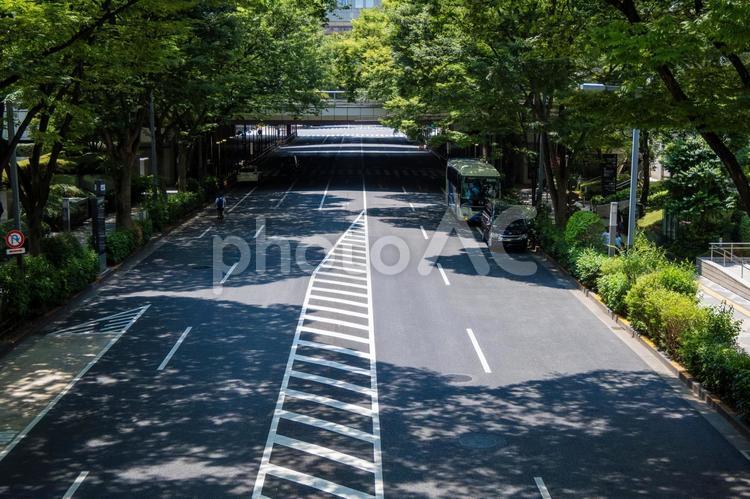 東京都新宿区の風景2 緑,晴れ,木々の写真素材