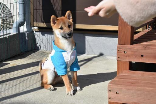 おやつを待つ柴犬 おやつを待つ柴犬 柴犬,犬,いぬの写真素材