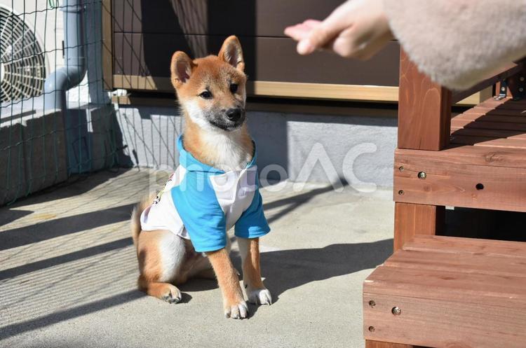 おやつを待つ柴犬 柴犬,犬,いぬの写真素材