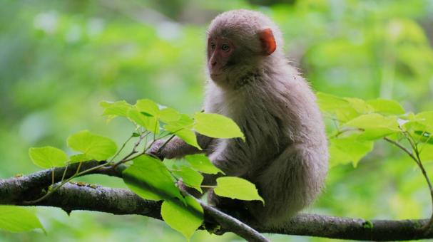 Photo, creatures, natural, animal, 