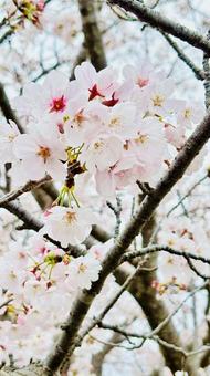 桜 桜の写真