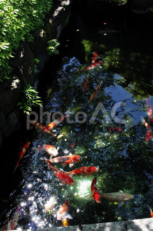春の陽気と錦鯉 日本,浅草,浅草寺の写真素材