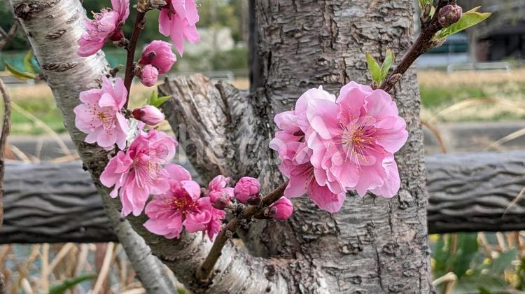 桃の花 桃の花,ももの花,モモの花の写真素材