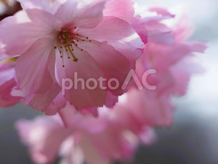 春の花　桜　ピンクの八重桜⑤ 桜,春,春の花の写真素材
