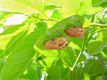 Photo, cicadian shell, scrap, escape shell, 