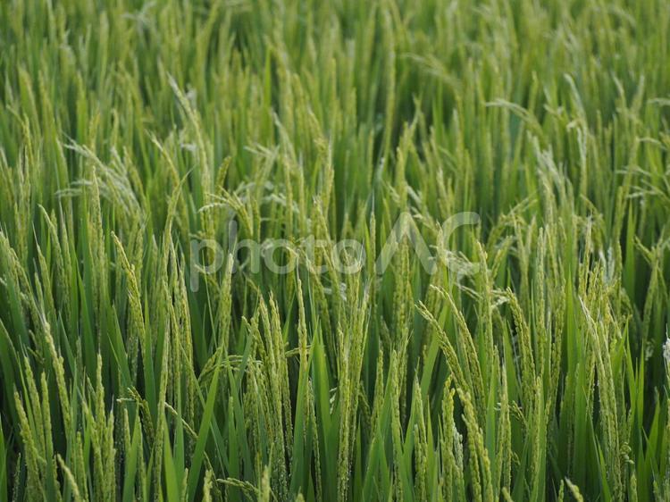 夏の田んぼ　稲穂　グリーンの背景 稲,稲穂,イネの写真素材