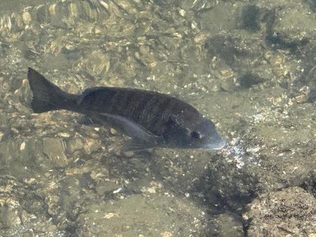 クロダイ 秋,クローズアップ,自然の写真素材