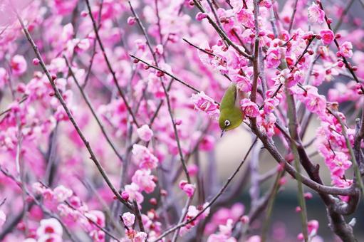 満開の梅の花とメジロ 春,鳥,メジロの写真素材