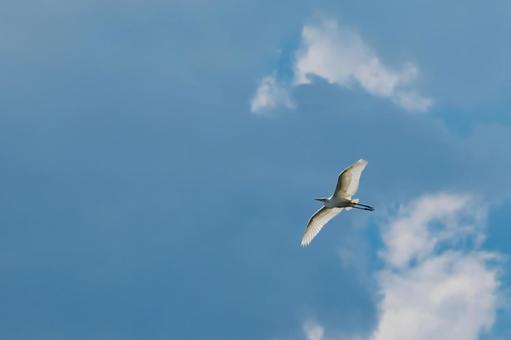 青空と鳥 青空と鳥の写真