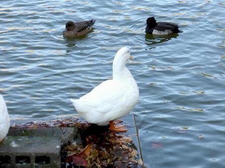 冬鳥が泳ぐ池を見つめるアヒル 冬鳥が泳ぐ池を見つめるアヒル アヒル,鳥,鳥類の写真素材