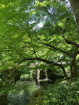 自然 自然の写真