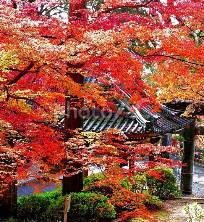 福岡県　秋月城の紅葉 紅葉,秋月,日本の写真素材
