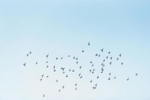 大空を舞うハトの群れ ハト,野鳥,鳥の写真素材