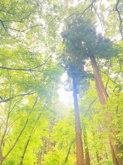 森 森の写真