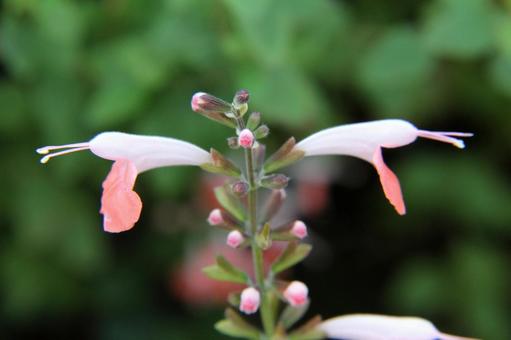 サルビア 　クローズアップ サルビア,自然風景,鮮やかの写真素材