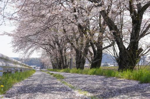 桜ロード 桜ロードの写真