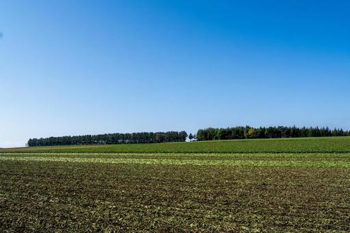 広大な大地と並木の穏やかなコントラスト 畑,農地,耕作地の写真素材