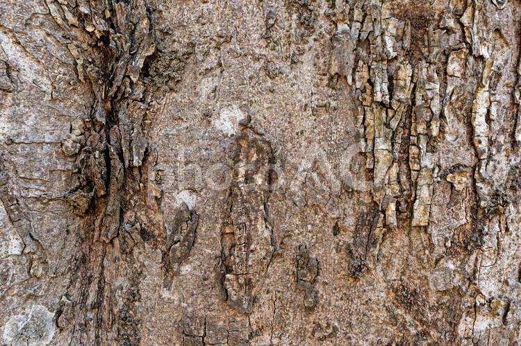 桜の木の幹のテクスチャ 4850 木の幹,幹,木目の写真素材