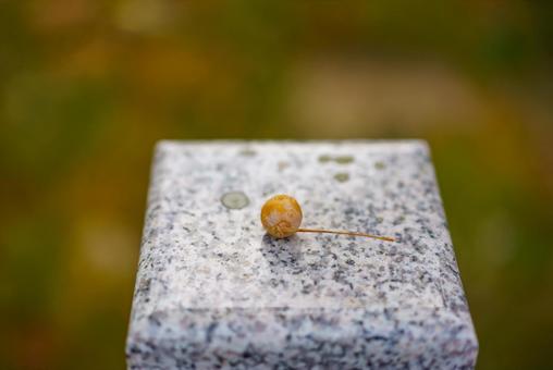 石の上に落ちた銀杏の実 銀杏,イチョウ,実の写真素材