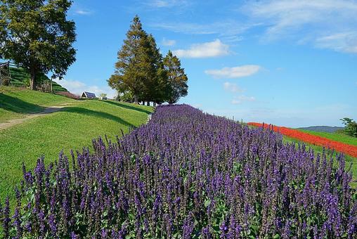 淡路島 あわじ花さじき㊽ サルビア 淡路島 あわじ花さじき㊽ サルビア 兵庫県,あわじ花さじき,サルビアの写真素材