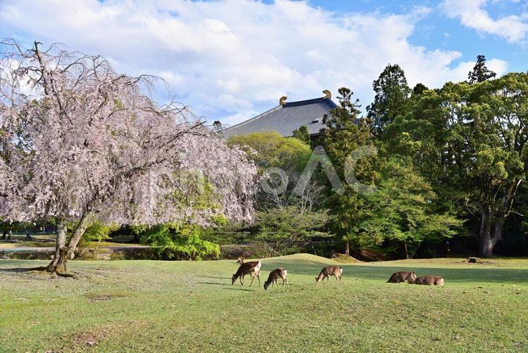 枝垂桜と鹿の群れ 枝垂桜,鹿,さくらの写真素材