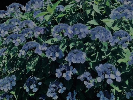 Hydrangea, Kamakura,, JPG Hydrangea, Kamakura,, JPG