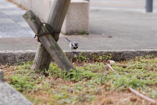 ハクセキレイ ハクセキレイの写真