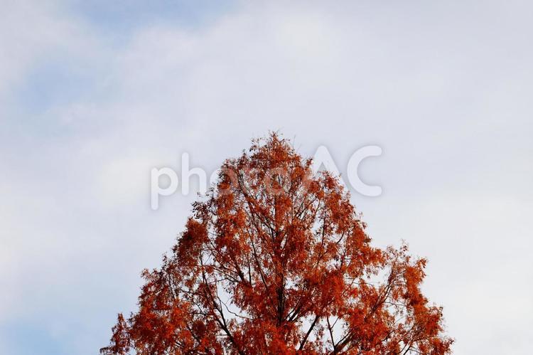 秋空と紅葉の木の風景 秋,木,紅葉の写真素材