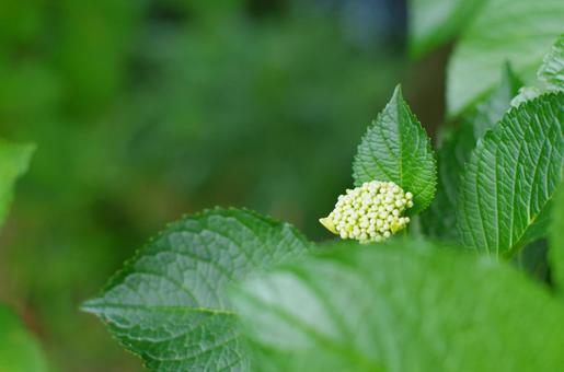 芽吹き始めた、小さなアジサイの蕾 芽吹き始めた、小さなアジサイの蕾 アジサイ,紫陽花,蕾の写真素材