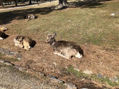 おひるやすみの奈良の鹿 鹿,鹿公園,奈良公園の写真素材