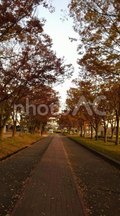 秋の街路樹 紅葉,秋,道路の写真素材