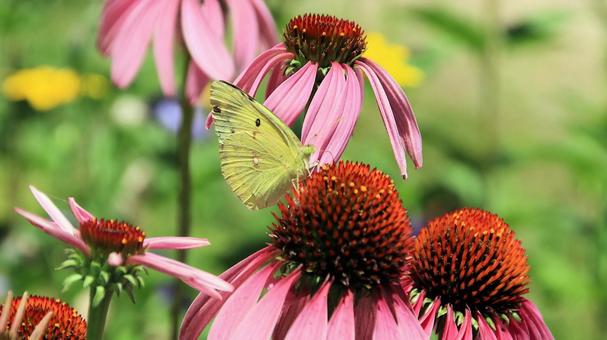 Echinacea purpurea and Colias butterfly, JPG