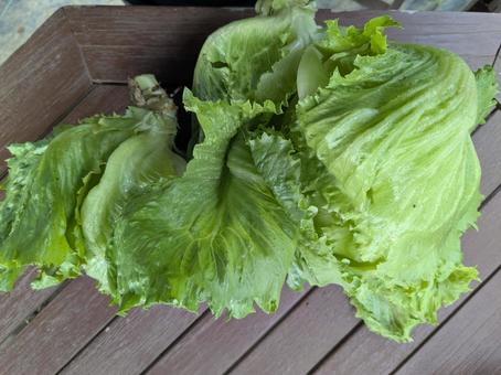 レタスの収穫 レタス,朝どれ野菜,朝露の写真素材