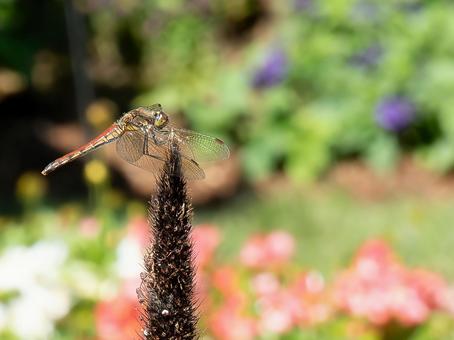 アキアカネ アキアカネ,赤とんぼ,赤の写真素材
