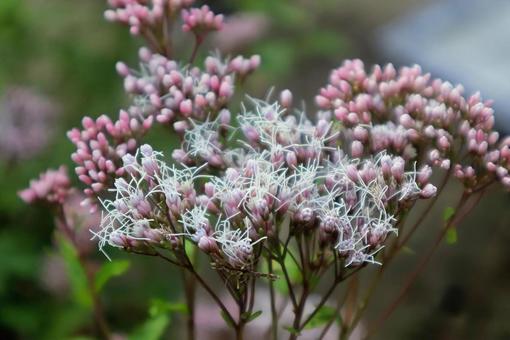 王者香 藤袴,自然,flowerの写真素材