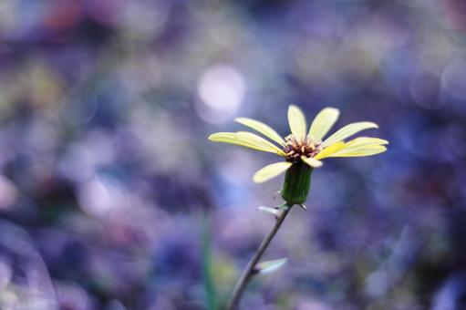 美しいツワブキの花 美しいツワブキの花の写真