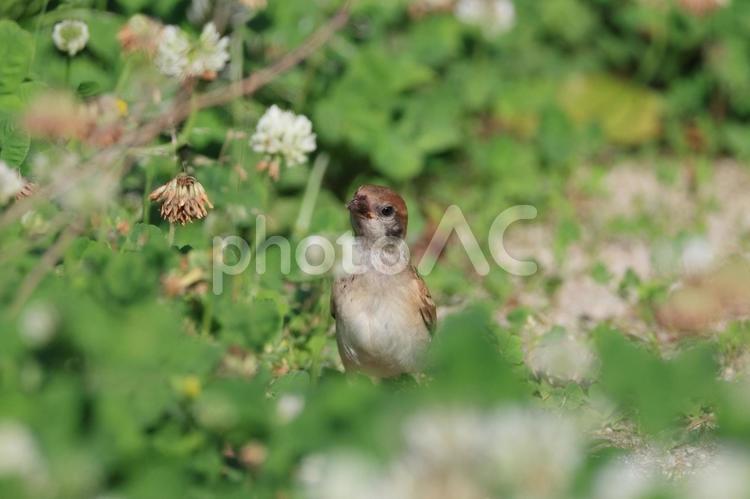 シロツメクサとスズメ3 自然,野草,植物の写真素材