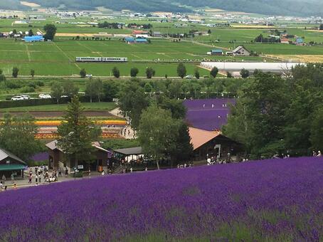 Lavender and train, JPG