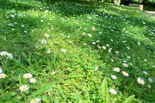 グリーンの背景 グリーンの背景 芝生,グリーン,公園の写真素材