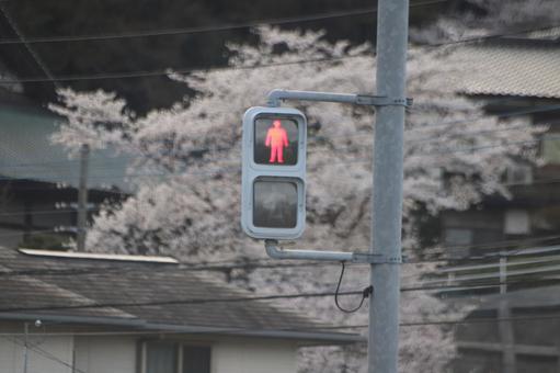 桜 桜 電球式,屋外,道路の写真素材