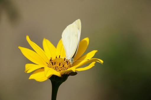 Cabbage white butterfly sucking nectar from a dwarf sunflower, JPG Cabbage white butterfly sucking nectar from a dwarf sunflower, JPG