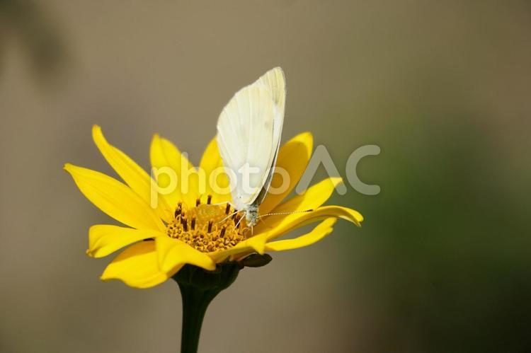モンシロチョウヒメヒマワリの蜜を吸う モンシロチョウ,蝶,シロチョウ科の写真素材