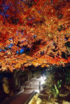 ライトアップされたきれいな紅葉 紅葉,ライトアップ,秋の写真素材