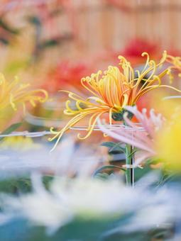 菊 菊 菊,菊の花,キクの写真素材