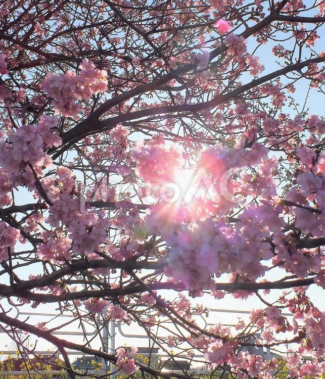 逆光の中、河津さくらがほころぶ さくら,花,ピンクの花の写真素材