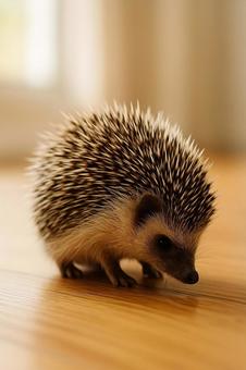 驚いて丸くなるハリネズミ 驚いて丸くなるハリネズミの写真