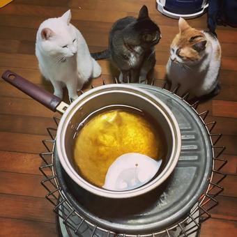 だるまストーブを囲んで ねこねこ会議中 だるまストーブを囲んで ねこねこ会議中 だるまストーブ,鍋,出汁の写真素材