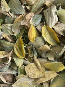 落ち葉 落ち葉,紅葉,黄色の写真素材