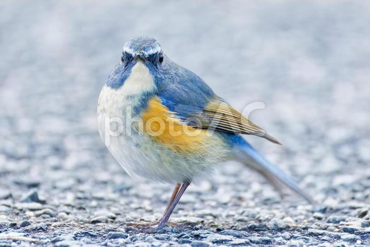 尾羽を振りながらこちらを見るルリビタキ ルリビタキ,瑠璃鶲,オスの写真素材